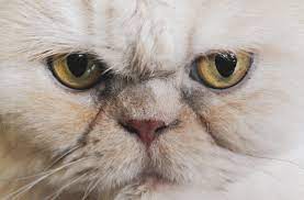 Was Konnen Sie Tun Wenn Bei Der Katze Das Auge Trant