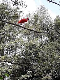 De wedstrijd is live te volgen op radio drenthe en via het liveblog op onze website. Rode Ibis Duikt Opnieuw Op Ditmaal Langs De Regge In Nijverdal Hellendoorn Tubantia Nl