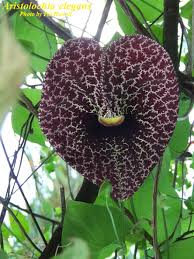 Image result for Aristolochia