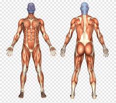 In the groin it is thick, and the two layers are separated from one another by the superficial inguinal lymph glands, the great. Groin Png Images Pngegg