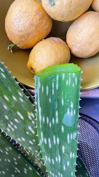 Limonada con Aloe Vera :, 1 parte de jugo de limón exprimido, Ralladura de  1 limón , 1/2 parte de azúcar, 1 pizca de sal , 6 partes de agua , 1  trocito de 3 cm x 3 cm de aloe pelado BIEN LAVADO ( ...