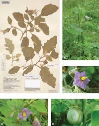 Image result for Solanum richardii