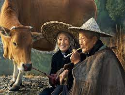 Fanaticism Asian Couple Cow Photography People Of The World