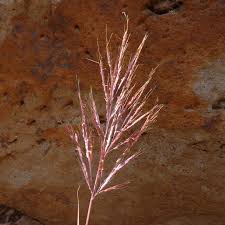 Image result for Bothriochloa bladhii