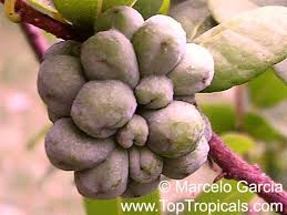 Image result for Annona