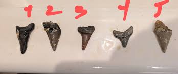 Shark Tooth Hunters Of The Carolinas