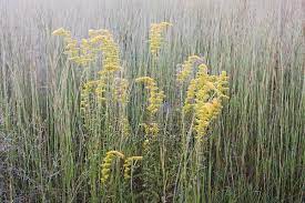 Second Tallest Andropogon Virginicus Broom Sedge With Solidago Goldenrod 2 4 3 5 Tall Bunchgrass Growing In Small Tufts Dry Grassland Front Garden Garden