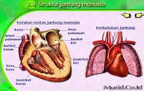 Pin Di Portal Gambar