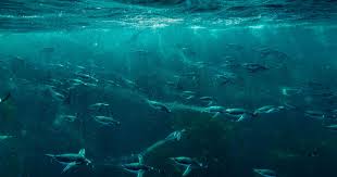 Islas Malvinas, un paraíso en el Atlántico Sur