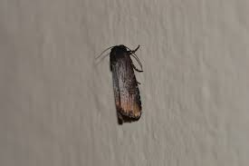 Image result for Paropsia brazzeana