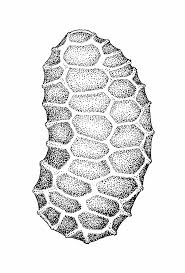 Image result for Elatinaceae