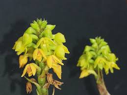 Image result for Polystachya kermesina