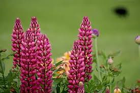 Check spelling or type a new query. Lupins Flowers Perennial Plants Mixed Borders Dark Pink In Colour Garden Gardening Horticulture Botany Flora Light Pikist