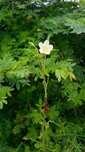 Image result for Hibiscus lobatus
