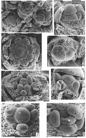 Image result for Corbichonia rubriviolacea