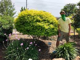 Sunshine ligustrum (ligustrum sinense 'sunshine' pp20379). Austin S Plant Pick Of The Week Sunshine Ligustrum Covingtons