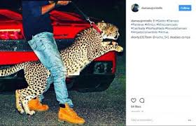 Inspirada en hechos reales, la historia de joaquín 'el chapo' guzmán como nunca lo habías visto. Son Of A Mexican Cartel Boss Flaunts Life Of Wealth Guns Drugs On Instagram Huron Daily Tribune