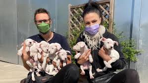 Bestimmte hunde werden rassebedingt als potenziell gefährlich eingestuft. Tierrettung In Letzter Sekunde 8 Hundewelpen Suchen Neues Zuhause