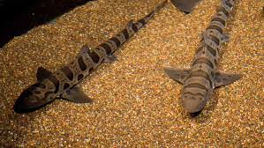 Leopard shark life expectancy what it eats males average to be about 150 cm (4.9 ft) max, and weigh up to 35lbs. Minnesota Zoo Leopard Shark Minnesota Zoo