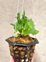 Image result for Platycerium