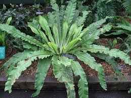 Image result for Asplenium holstii