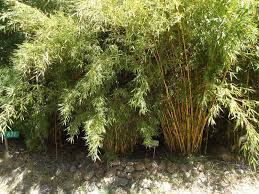 Image result for Turraea robusta
