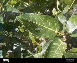 Image result for Ficus ingens