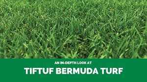 The federal specialty crop research initiative has identified tiftuf™ as the most drought tolerant bermudagrass, becoming the new standard for all future university drought tolerance testing. The Ultimate Tiftuf Bermuda Turf Guide Buy Turf Online