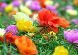 Best florist in tyler, tx | moss flower shop. Sperry Moss Rose Loves Heat Play News Journal Com