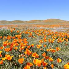 Every year i see people posting photos of spring blooms, i tell since i'm already obsessed with making daily lists for myself, i decided the best way to get myself to go is to come up with a list of places i want to go see them. The Ultimate Southern California Spring Wildflower Guide