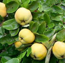Wann genau sich diese redewendung entwickelte, ist nicht gesichert. Quittenbaum Pflanzen Und Pflegen Mein Schoner Garten