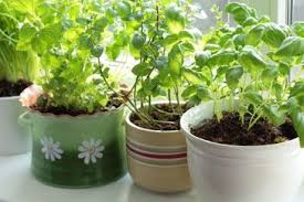 Check spelling or type a new query. How To Grow An Indoor Herb Garden