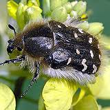 Image result for Tropinota hirta