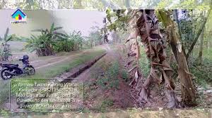Sewa dan jual tanah murah di indonesia, temukan listing tanah terbaru hanya di olx jual beli tanah terlengkap di indonesia. Jual Tanah Kavling Murah Di Wlahar Kalibagor Purwokerto Banyumas Jual Beli Tanah Kavling Murah Youtube