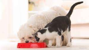 Katzenfutter Fur Hunde Schadlich Durfen Hunde Es Fressen