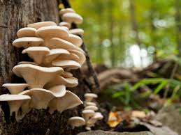 Resultado de imagen de hongos y setas
