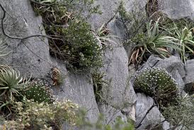 Image result for Agavaceae