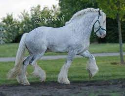 Pretty Gray Shire Horse Clydesdale Horses Horses Big Horses