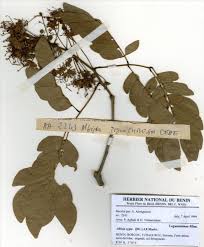 Image result for Albizia zygia