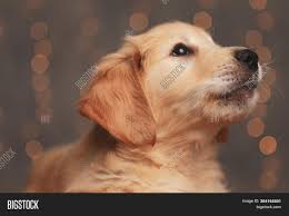 Collection by maxine chapman • last updated 23 minutes ago. Cute Golden Retriever Image Photo Free Trial Bigstock