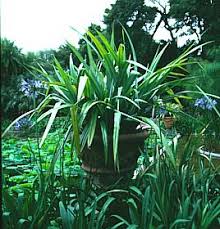 Maybe you would like to learn more about one of these? Astelia Chathamica Silver Spear At San Marcos Growers