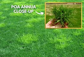 Image result for Poa annua