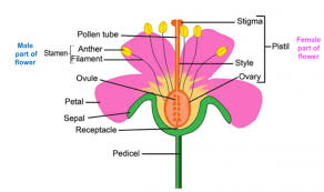 A stamen consists of an anther (which produces pollen) and a types of flowers: Identify The Parts Of A Flower Involved In Reproduction Worksheet Edplace