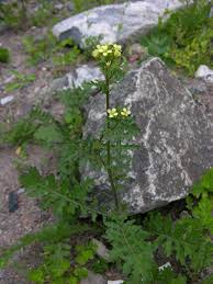 Image result for Erucastrum arabicum