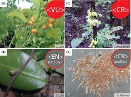 Image result for Vepris zambesiaca