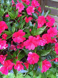 Water soluble vegetable and flower fertilizer works wonders in keeping all of. Garden Answers Plant Identification Plants Plant Identification House Plants