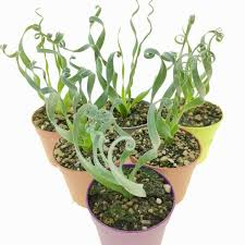 Image result for Cyrtanthus galpinii