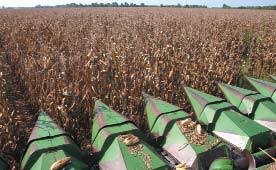 Louisiana Strawberries are here!