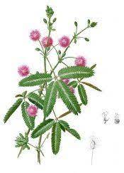 Sensitive Plant Mimosa Pudica Care Tips Picture Sensitive Plant Mimosa Plant Plants