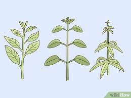 We did not find results for: 3 Ways To Identify Wildflowers Wikihow